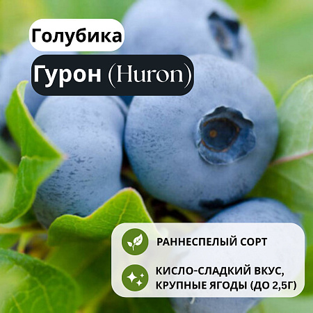 Голубика Гурон (Huron) С1,5 Голубика Гурон (Huron) С1,5