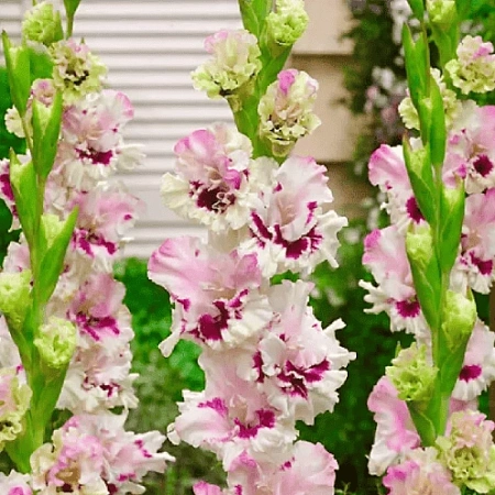 Гладиолус Dreamy Creamy (уп. 7 шт)