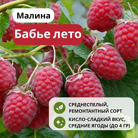 Малина Бабье Лето ремонтантная С3 Малина Бабье Лето ремонтантная С3