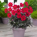 Георгина Happy Days Cherry Red (уп. 1 шт) Георгина Happy Days Cherry Red (уп. 1 шт)