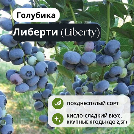 Голубика Либерти (Liberty) С3