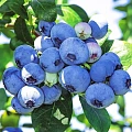 Голубика Блюкроп (Bluecrop) C3 Голубика Блюкроп (Bluecrop) C3