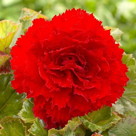 Бегония Fimbriata Red (уп. 2 шт)