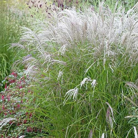 Мискантус Kleine Fontane (уп. 1 шт) Мискантус Kleine Fontane (уп. 1 шт)