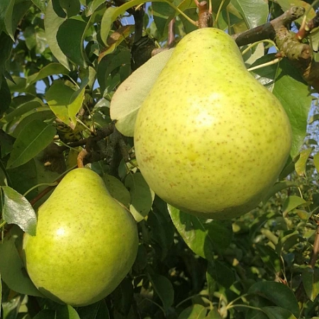 Груша Завея Груша Завея