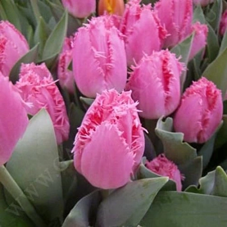 Тюльпан Cacharel (5 шт. в уп.)