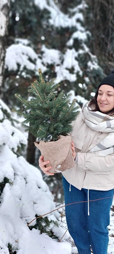 Ель Пунгенс 40-60 см Ель Пунгенс 40-60 см