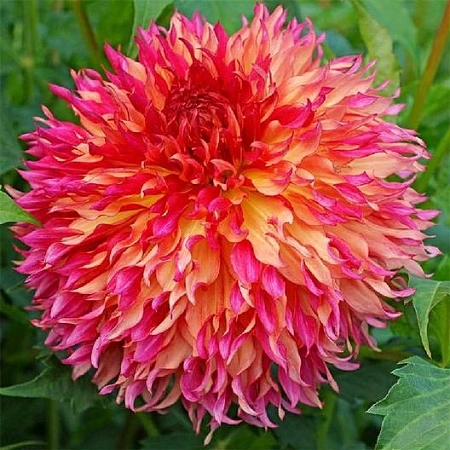 Георгина Decorative Dinnerplate Myrtles Folly