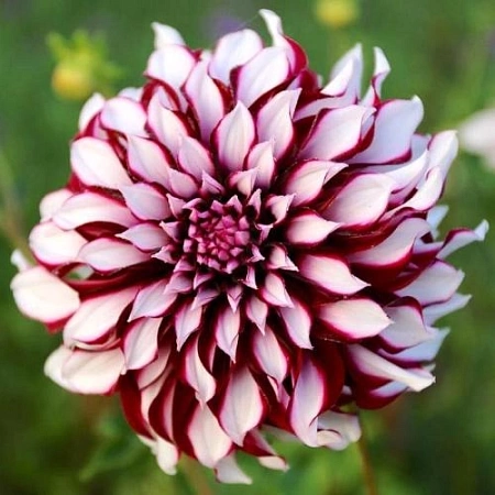 Георгина Tartan (уп. 1 шт)