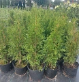 Туя Смарагд (Smaragd) западная 60-80 см Туя Смарагд (Smaragd) западная 60-80 см