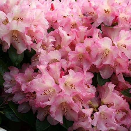 Рододендрон Virginia Richards 50-60 см Рододендрон Virginia Richards 50-60 см