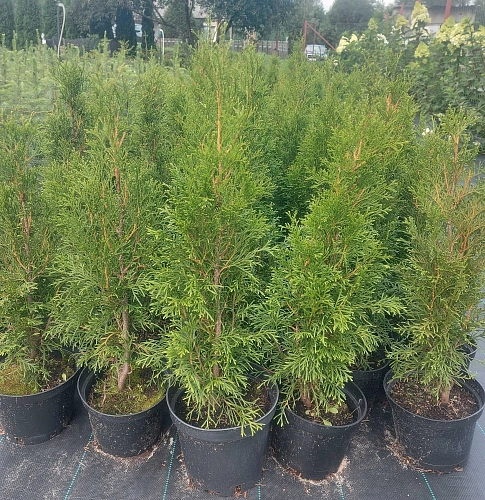 Туя Смарагд (Smaragd) западная 60-80 см Туя Смарагд (Smaragd) западная 60-80 см