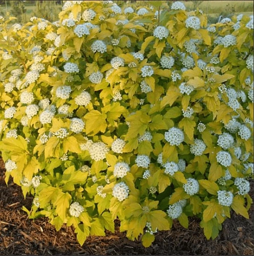 Пузыреплодник калинолистный Dart's Gold Пузыреплодник калинолистный Dart's Gold