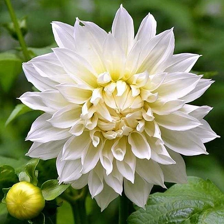 Георгина Snowcountry (уп. 1 шт)