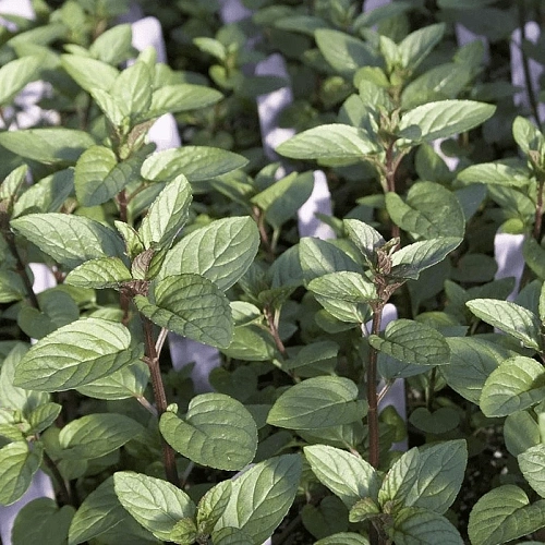 Мята Chocolate C2 Мята Chocolate C2