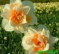 Нарцисс Delnashaugh (5 шт. в уп.) Нарцисс Delnashaugh (5 шт. в уп.)