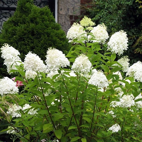 Гортензия Грандифлора (Grandiflora) метельчатая С3 3-хлетка Гортензия Грандифлора (Grandiflora) метельчатая С3 3-хлетка