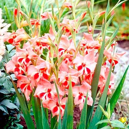 Гладиолус мини Nathalie (уп. 5 шт)