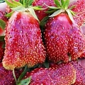 Клубника Купчиха Клубника Купчиха