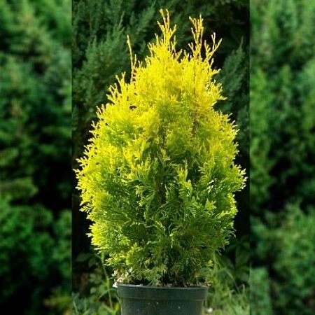 Туя западная Салланд 60-80 см Туя западная Салланд 60-80 см