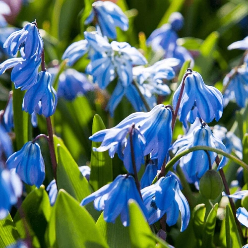 Сцилла Spring Beauty (5 шт. в уп.) Сцилла Spring Beauty (5 шт. в уп.)