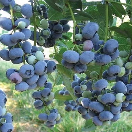 Голубика Либерти (Liberty) С3 Голубика Либерти (Liberty) С3