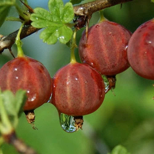 Крыжовник Неслуховский Крыжовник Неслуховский