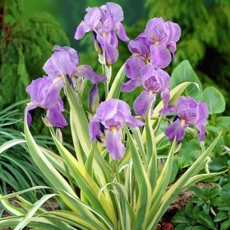 Ирис Pallida Variegate