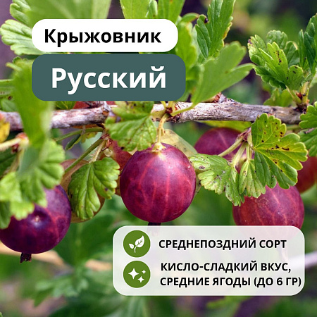 Крыжовник Русский С5