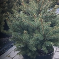 Ель Глаука 50+ см копаная в горшке С7,5 Ель Глаука 50+ см копаная в горшке С7,5