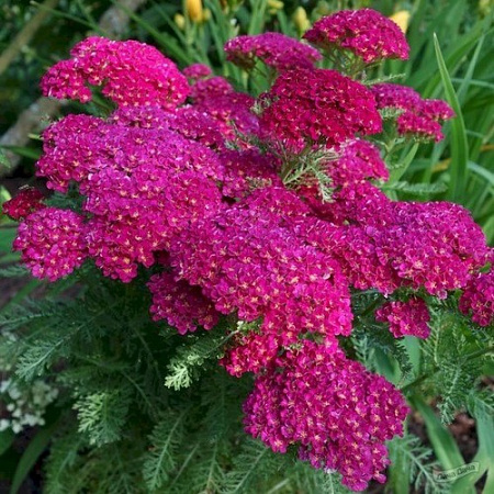 Тысячелистник Summer Wine