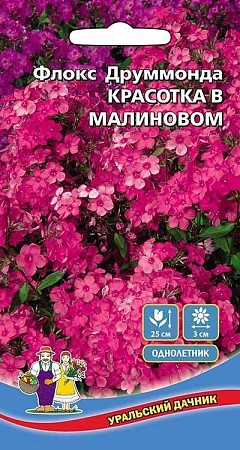 Флокс друммонда Красотка в малиновом (УД)