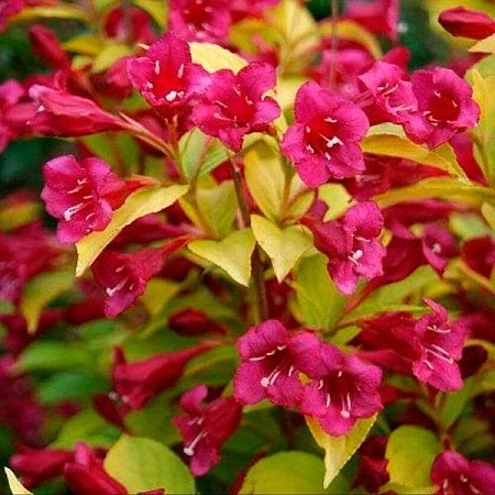Вейгела цветущая Олимпиада (Бриан Рубидор) Olimpiade (Br. Rubidor)