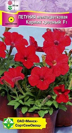 Петуния гибридная мелкоцветковая Карлик красный F1, 7 шт (МССО) Петуния гибридная мелкоцветковая Карлик красный F1, 7 шт (МССО)