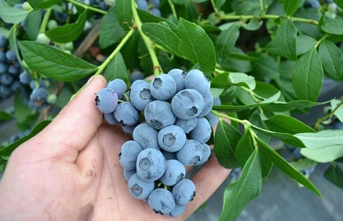 Голубика Шантеклер С3 Голубика Шантеклер С3