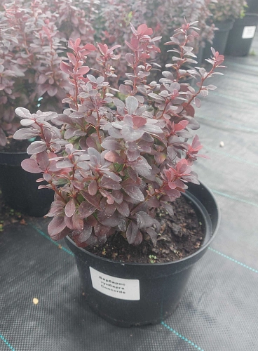 Барбарис Concorde тунберга Барбарис Concorde тунберга