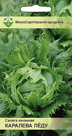 Салат Королева льда кочанный, 0,5 г (МССО)