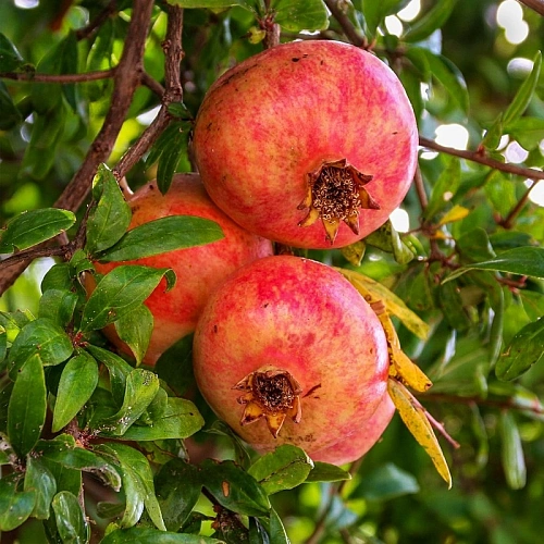 Гранат Никитский ранний Гранат Никитский ранний