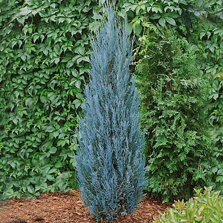 Можжевельник Блю Эрроу (Blue Arrow) скальный 80-100 см