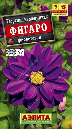Георгина Фигаро махровая фиолетовая, 7 шт