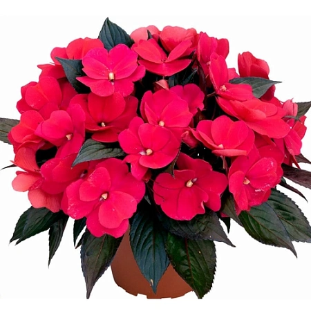 Рассада бальзамина Рассада бальзамина