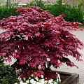 Клен пальмолистный Atropurpureum 60-100 см Клен пальмолистный Atropurpureum 60-100 см