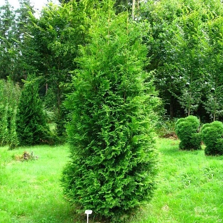 Туя Брабант западная 40-60 см