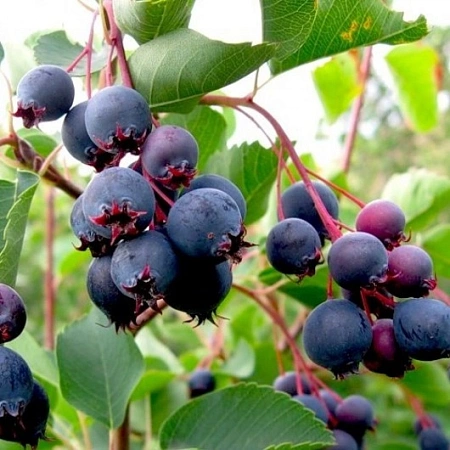 Ирга плодовая Ирга плодовая