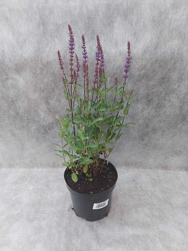 Шалфей дубравный Caradonna Шалфей дубравный Caradonna