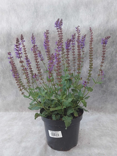 Шалфей дубравный Mainacht Шалфей дубравный Mainacht