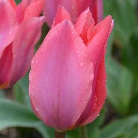 Тюльпан Albert Heijn (5 шт. в уп.)