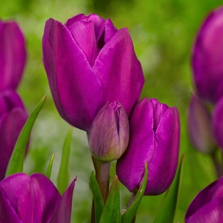 Тюльпан Purple Bouquet (5 шт. в уп.)