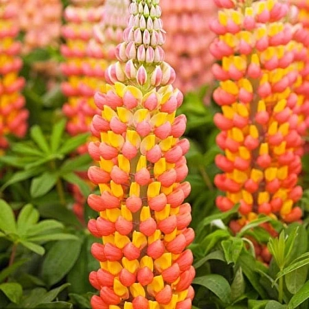 Люпин Pink/Yellow