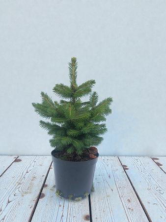 Ель колючая зеленая 40-60 см в горшке